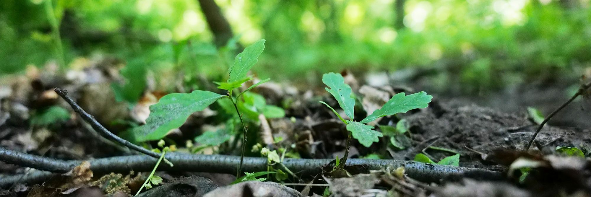 Waldentwicklung, Junge Eichen