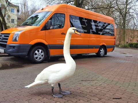 Auch ein Schwan freut sich über das Angebot. Die Wasservögel am Schäfersee gehören zu den Hauptleidtragenden der sorglosen Umweltverschmutzung. (Bild: Bezirksamt Reinickendorf)
