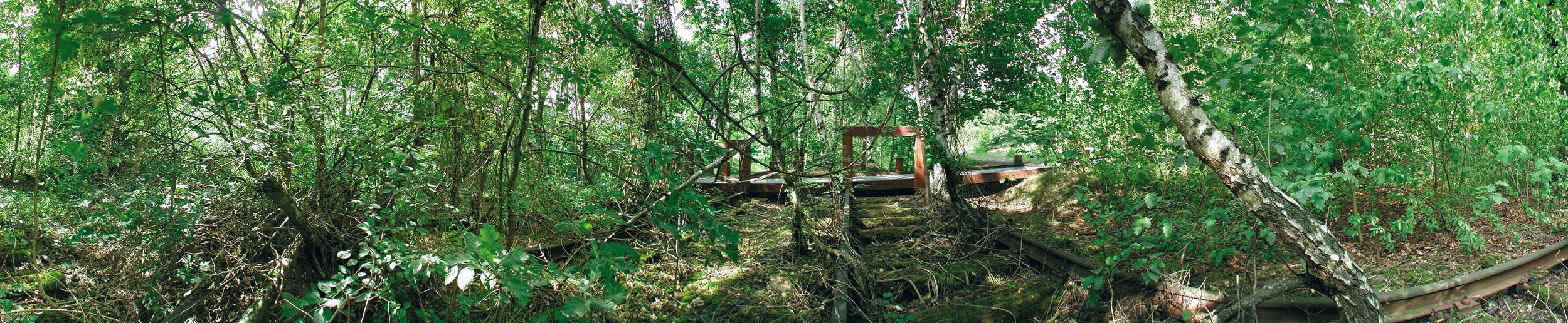 Urwüchsiger Wald (Bild: Carsten Krüger)
