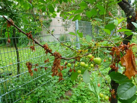 Welkesymptome durch Moniliabefall (Bild: Pflanzenschutzamt Berlin)