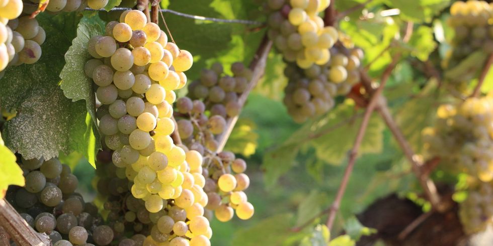 Trauben auf dem Schönberger Weinberg