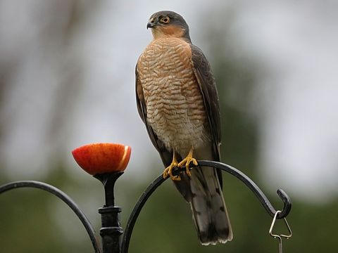 Sperber auf einem Zaun