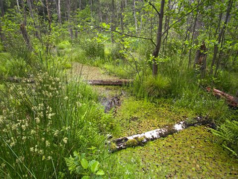 NSG Großer und Kleiner Rohrpfuhl