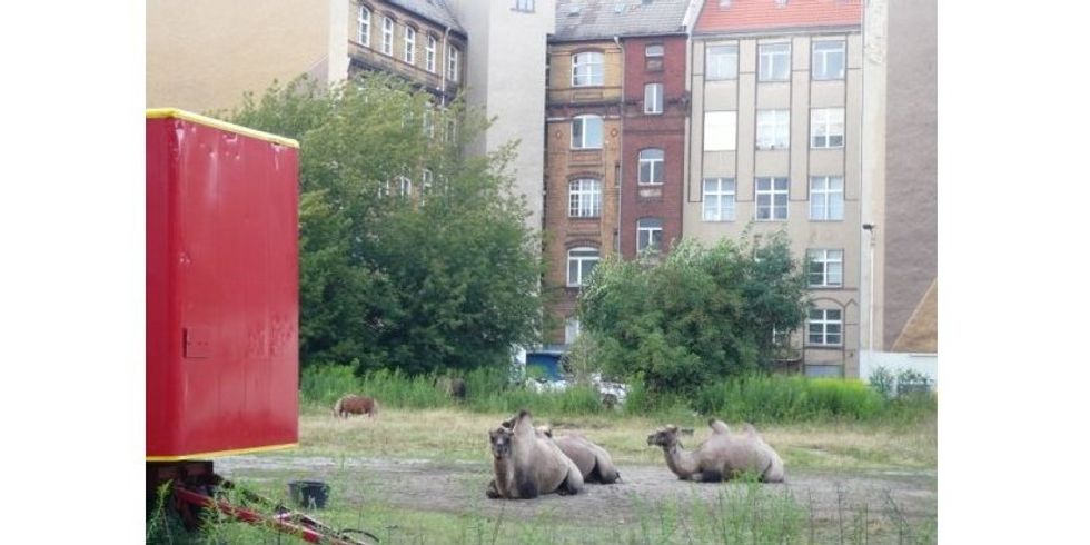 Zirkus auf der Brachfläche des ehemaligen Todesstreifens vor dem Atelierhaus Mengerzeile
