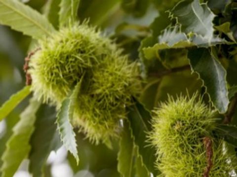 mehrere grüne stachelige Fruchtbecher der Edel-Kastanie