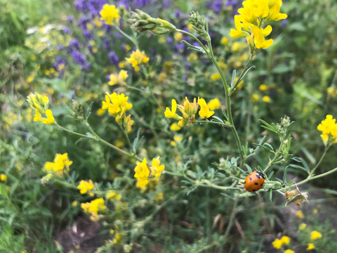 Ein Insekt sitzt auf einer Blattblüte und sammelt Pollen. Dahinter sind grüne Pflanzensprosse und Blätter zu sehen.