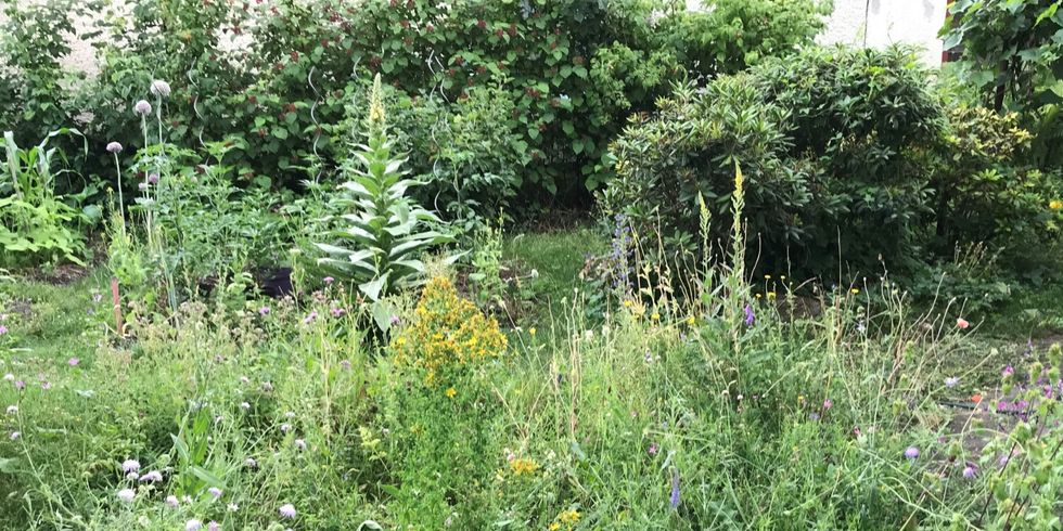 Begrünter Hof mit blühenden heimischen Wildstauden