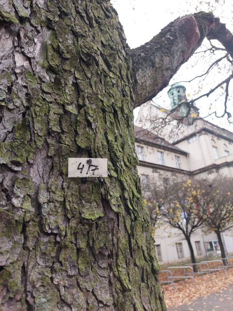 (Bild: BA Treptow-Köpenick)