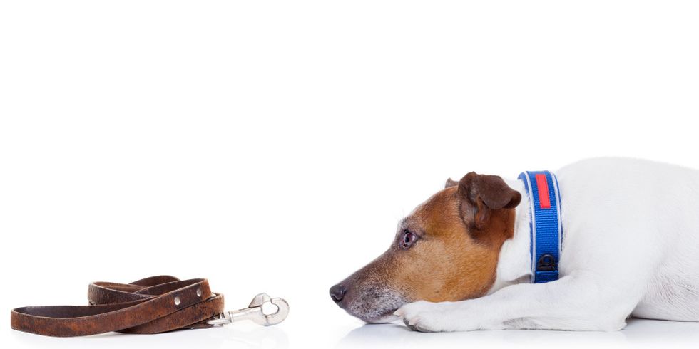 Auf dem Boden liegender Hund blickt auf zusammengerollte Hundeleine