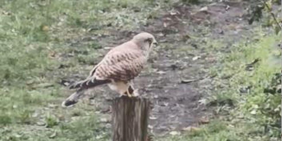 Fühlt sich auf dem Gelände des Mossestifts wohl: ein Falke