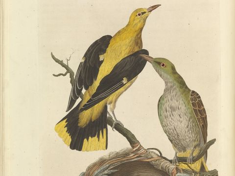 Pirol – Oriolus oriolus