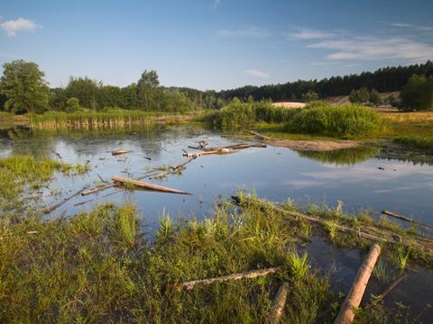 Flachgewässer (Bild: Florian Möllers)
