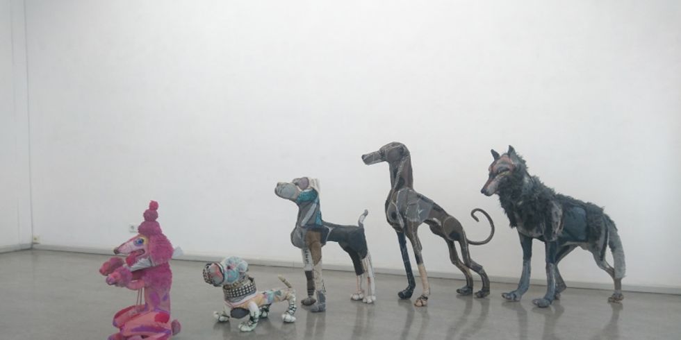 Die Evolution vom Wolf zum Hund