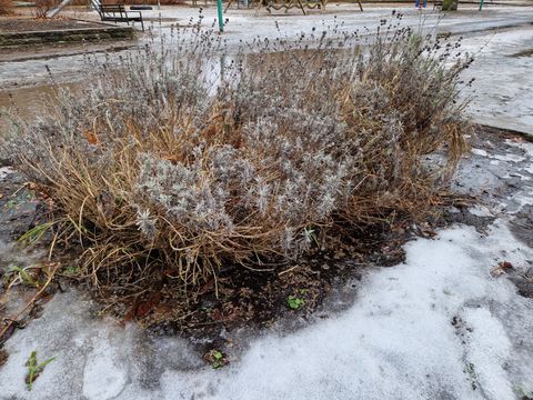 Lavendel im Beet mit Frostschaden und Staunässe (Bild: Pflanzenschutzamt Berlin)