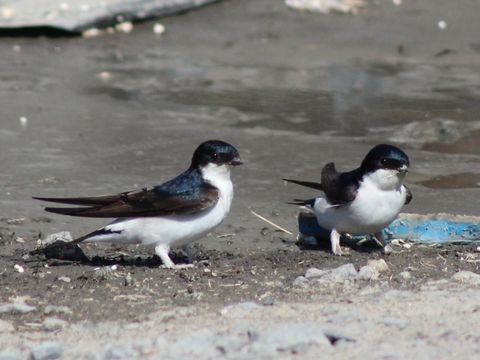 Vögel in Höhlen, Nischen und Kästen - Mehlschwalbe - Foto von Estormiz