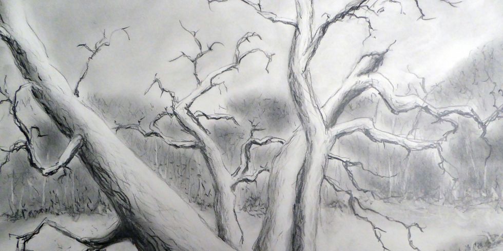Baum-Zeichnung von Manfred Rother