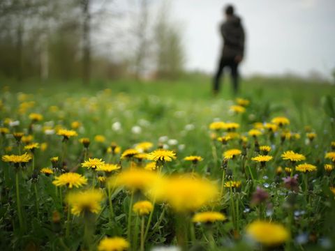 Pflanze des Monats: Löwenzahn
