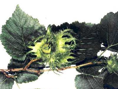 Baum-Hasel - Blätter mit Nuss