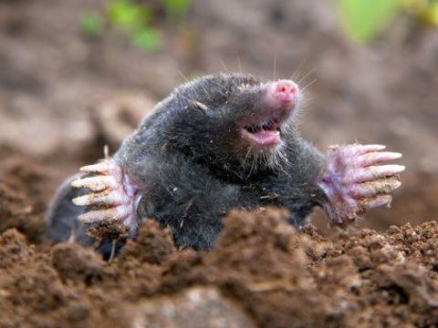 Maulwurf steckt sein Kopf aus der Erde