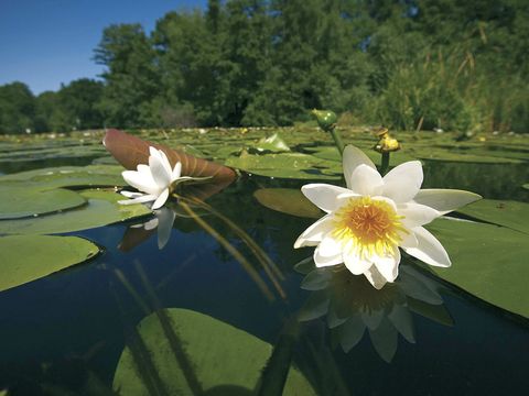 Weiße Seerosen (Nymphaea alba) (Bild: Josef Vorholt)