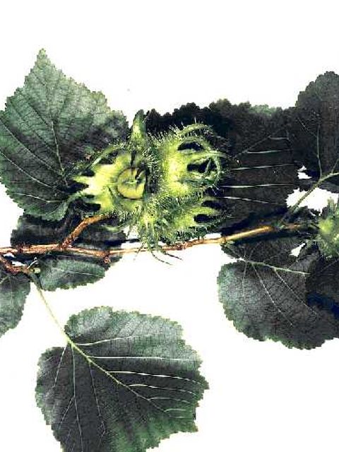 Baum-Hasel - Blätter mit Nuss