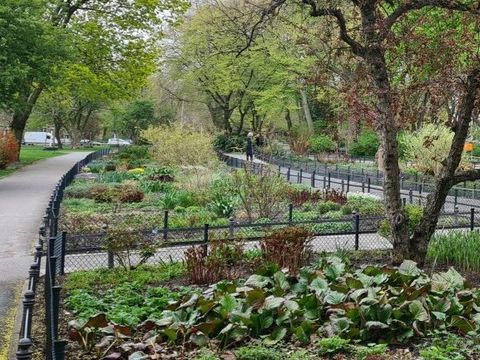 232, Kiezspaziergang Volkspark Wilmersdorf - Staudenbeet