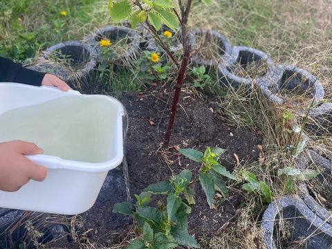 Schule am Berlinickeplatz: Grauwasser für den Schulhof