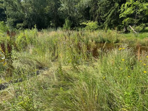 Naturnahe Wiese auf dem Georg-Parochial-Friedhof II