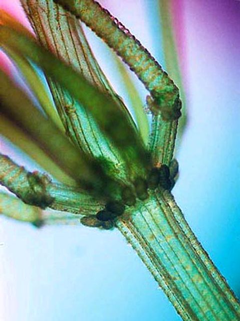 Chara vulgaris (Bild: Wolf-Henning Kusber)