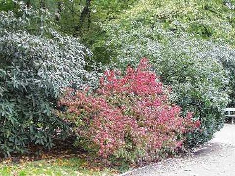 Schneeball - Schneeballstrauch