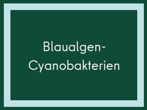 Blaualgen2