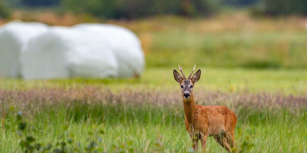 Rehbock auf einem Feld