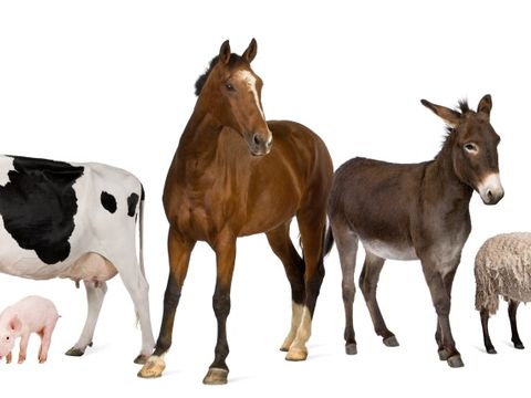 Foto von Tieren nebeneinander