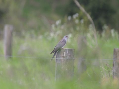 Kuckuck - Cuculus canorus