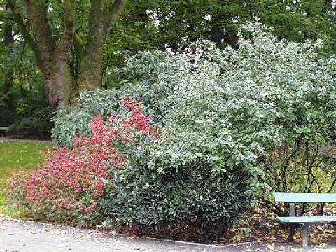 Schneeball - Schneeballstrauch