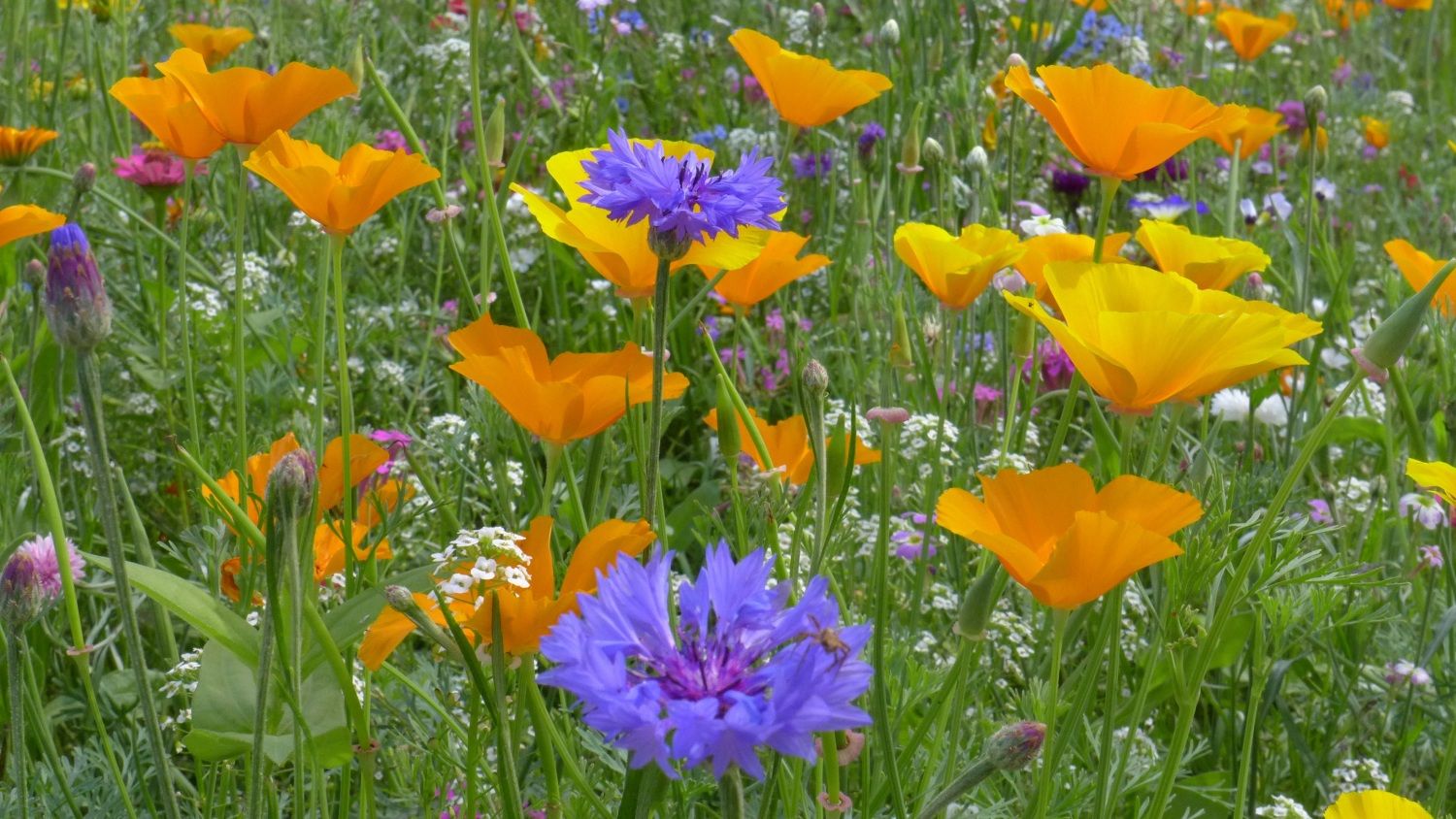Mohn und Kornblumen