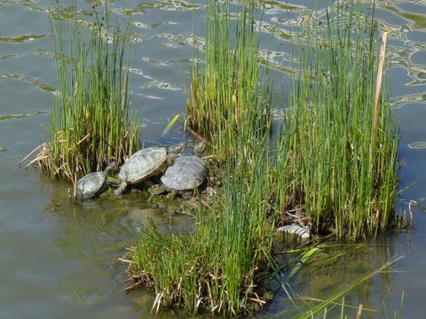Schmuckschildkröten am Engelbecken