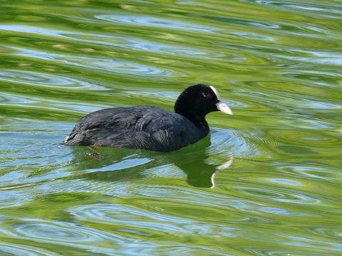 Blesshühn auf dem Wasser