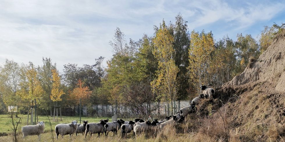 Schafe werden zur Landschaftspflege eingesetzt