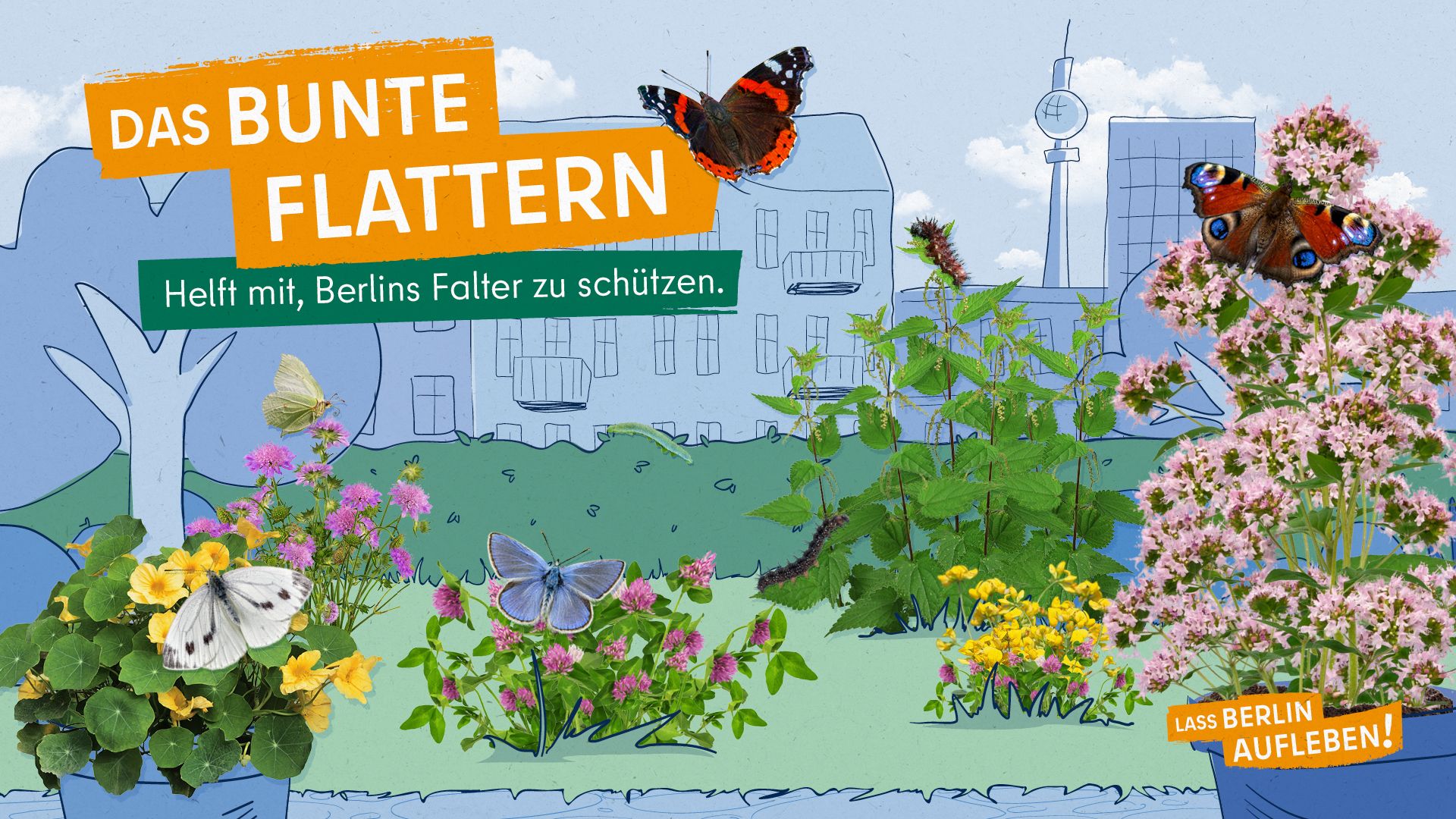 Titelbild: Das bunte Flattern; Beschreibung: Die Grafik zeigt vor gezeichneten Häusern von Berlin eine dichte grüne Hecke und davor eine Wiese mit Fotos von Pflanzen und Blumen wie Hornklee und Rotklee mit rosa Blüten, Kapuzinerkresse mit gelben Blüten sowie einer rosa blühenden Ackerwitwenblume. Schmetterlinge sitzen auf den Blüten: ein weißer Kohlweißling, ein hellgelber Zitronenfalter, ein Bläuling, ein rot-weißschwarz-brauner Admiral und ein buntes Tagpfauenauge mit blauen Flecken. Auf den Blättern einer Brennnesselpflanze sind Raupen des Admirals und des Tagpfauenauges. Eine Raupe des Zitronenfalters sitzt auf der Hecke.