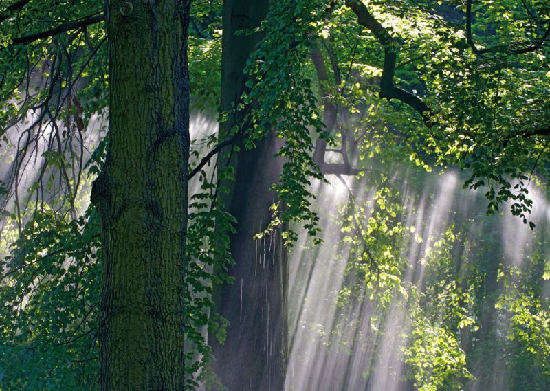 Lichtstrahlen durchfluten den Laubwald (Bild: Florian Möllers)