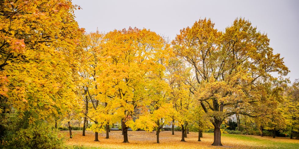 Volkspark Wilmersdorf