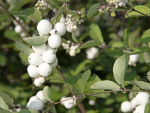 Die Nahaufnahme einer Gewöhnlichen Schneebeere vor verschwommenen grünen Blättern. An dem herabhängenden Trieb wachsen dicht an dicht weiße, kugelförmige Steinfrüchte. Diese werden im Volksmund auch Knallerbsen genannt, weil sie beim Zerplatzen einen Laut erzeugen. Die grünen Laubblätter haben kurze Stiele. Am oberen Bildrand und im Hintergrund sind weitere ährige Blütenstände mit kleineren, unreifen Früchten auszumachen.