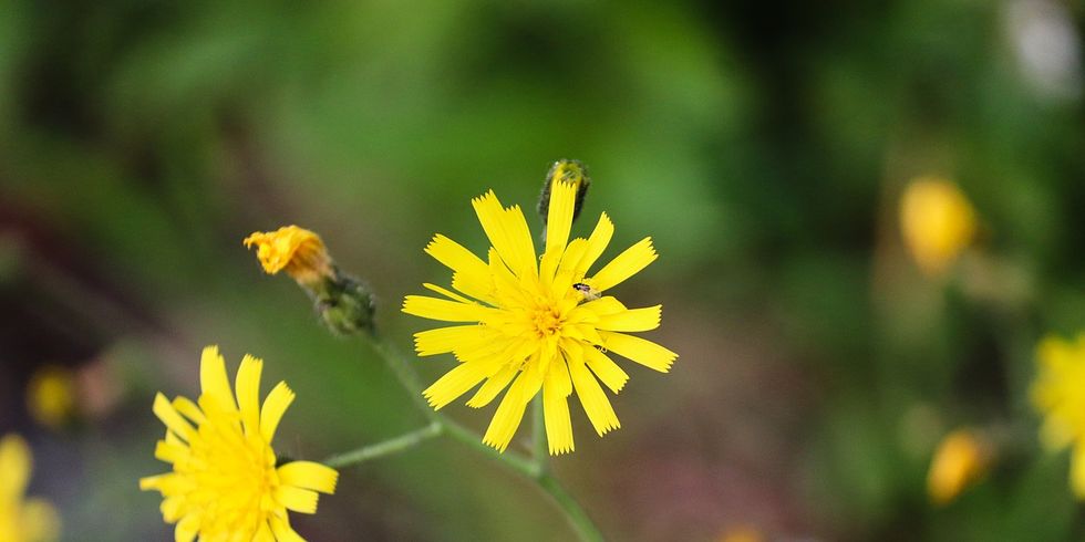Habichtskraut