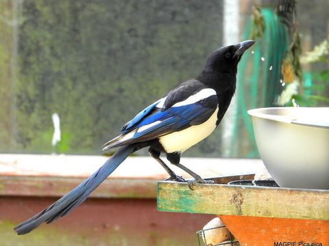 Elster, die Wasser aus einer Schale trinkt