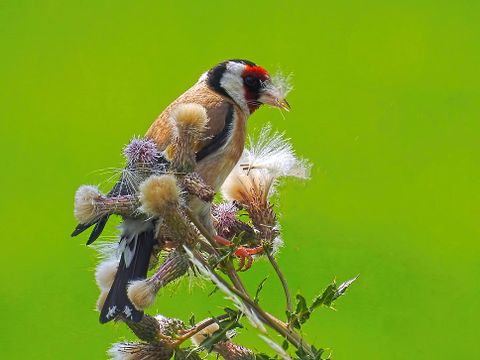Ein Stieglitz mit Blumensamen im Schnabel