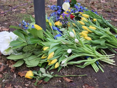 24. Februar 2026: Blau-gelbe Blumenpracht im Charkiw-Park