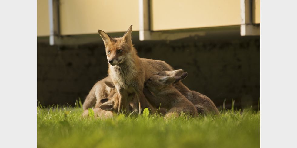 Fuchsfamilie