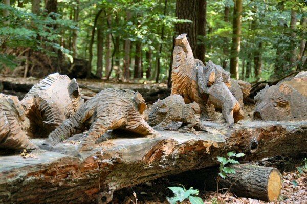 Wildschweinrotte an der WaldBegegnung