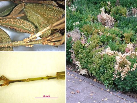 Buchsbaumkrebs: Schadbild an den Blättern, Stielen und der gesamten Pflanze (Bild: Pflanzenschutzamt Berlin)